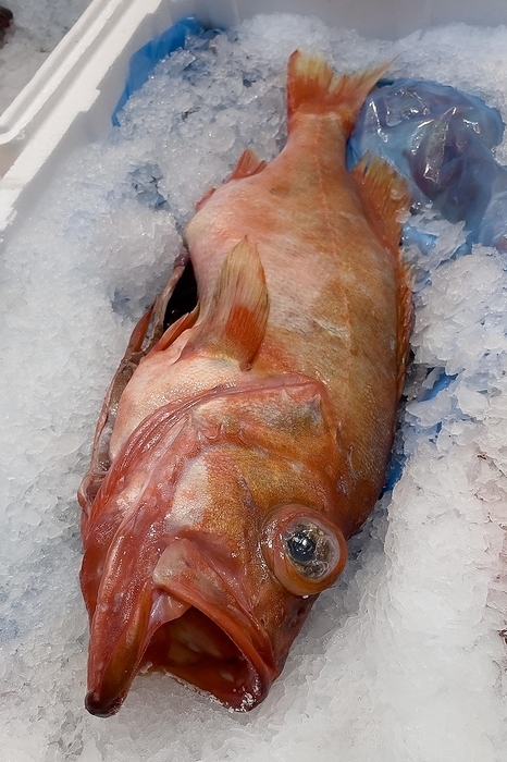Edible fish redfish (Sebastes norvegicus) lying on crushed ice in the sales display of Fischhandel Fischhändler, Germany, Europe, by Frank Schneider
