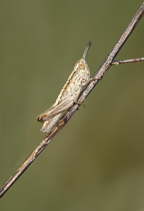 Nymph of the common grasshopper (Pseudochorthippus parallelus), Valais, Switzerland, Europe, by Guenter Fischer