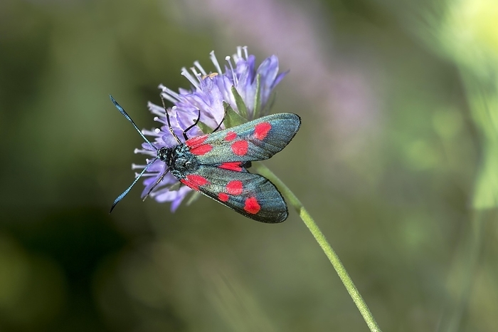 Horseshoe clover moth (Zygaena transalpina), Valais, Switzerland, Europe, by Guenter Fischer