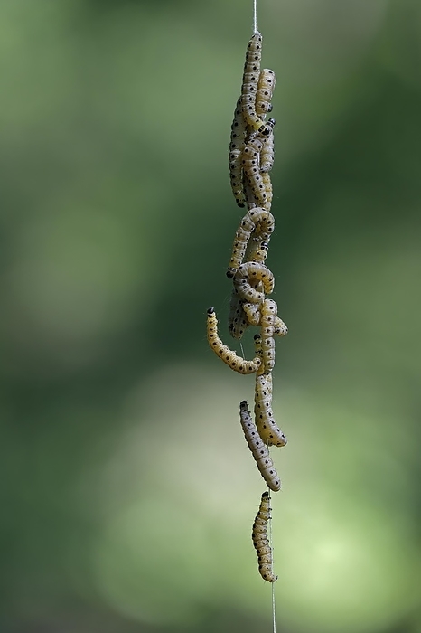 Germany Caterpillars of the gypsy moth hanging on a spinning thread. Tiergarten Berlin, Germany, Europe, by Heckmann Dirk