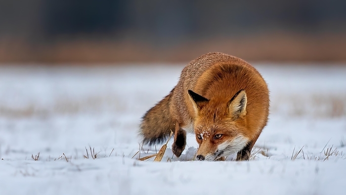 red fox  Vulpes vulpes  Red fox  Vulpes vulpes , hunting, winter fur, lurking, sniffing, winter landscape, frost and snow, predator, Middle Elbe Biosphere Reserve, Saxony Anhalt, Germany, Europe, by Thomas Hinsche