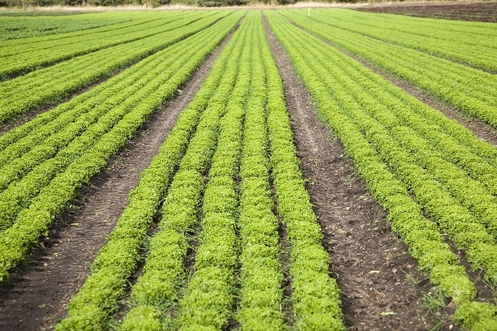 United Kingdom Lettuce crop growing in field near Hollesley, Suffolk, England, United Kingdom, Europe, by Ian Murray