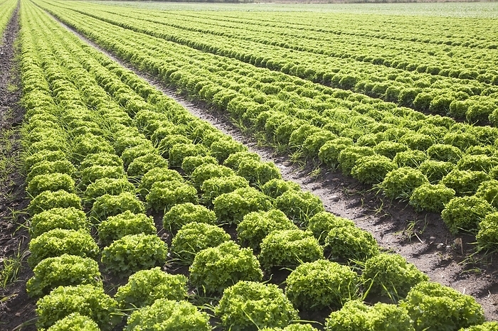 United Kingdom Lettuce crop growing in field near Hollesley, Suffolk, England, United Kingdom, Europe, by Ian Murray