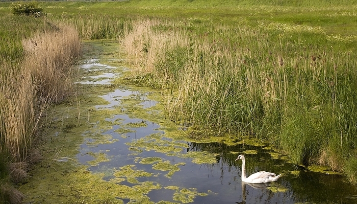 United Kingdom Swan swimming in drainage ditch in marshland at Hollesley, Suffolk, England, United Kingdom, Europe, by Ian Murray