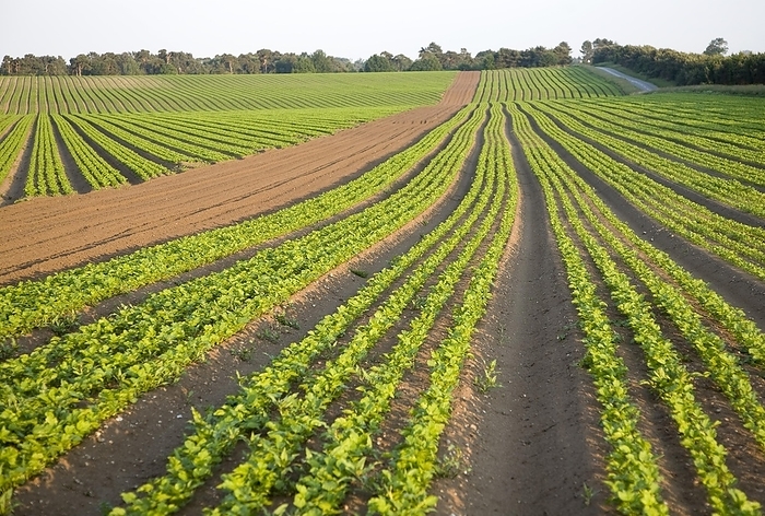 United Kingdom Rows of celery crop growing in a field, Sutton Heath, Suffolk, England, United Kingdom, Europe, by Ian Murray