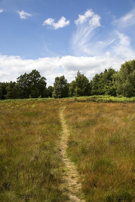 United Kingdom Pathway on Suffolk Sandlings heathland, Sutton, Suffolk, England, UK, by Ian Murray