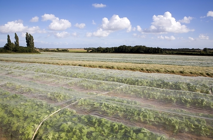 United Kingdom Turnip crop growing in a field under protective fleece, Hollesley, Suffolk, England, United Kingdom, Europe, by Ian Murray