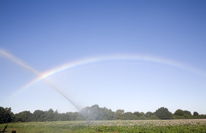 United Kingdom Rainbow created by crop irrigator spraying water on potatoes, Shottisham, Suffolk, England, United Kingdom, Europe, by Ian Murray