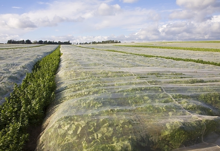 United Kingdom Protective fleece material covering a crop of turnips growing in a farm field, Hollesley, Suffolk, England, United Kingdom, Europe, by Ian Murray