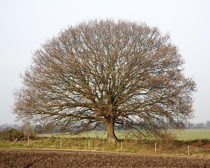United Kingdom Round small oak tree with brown leaves in winter showing bare branches and trunk, Sutton, Suffolk, England, United Kingdom, Europe, by Ian Murray
