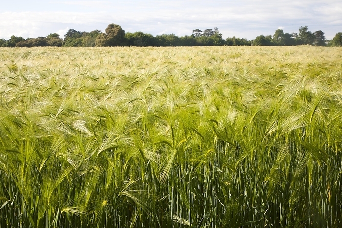United Kingdom Field with growing barley crop in summer, Shottisham, Suffolk, England, United Kingdom, Europe, by Ian Murray
