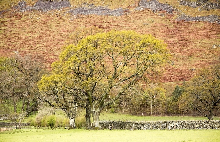 United Kingdom Trees and bracken on hillside, Howtown, Lake District national park, Cumbria, England, UK, by Ian Murray