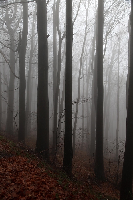 Bulgaria Beech woodland obscured by low cloud fog, Shipka Pass, Bulgaria, eastern Europe, Europe, by Ian Murray