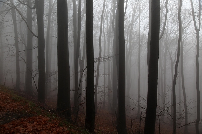 Bulgaria Beech woodland obscured by low cloud fog, Shipka Pass, Bulgaria, eastern Europe, Europe, by Ian Murray