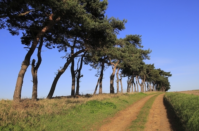 United Kingdom A line of Scots pine trees marking an field boundary in the countryside, Shottisham, Suffolk, England, United Kingdom, Europe, by Ian Murray