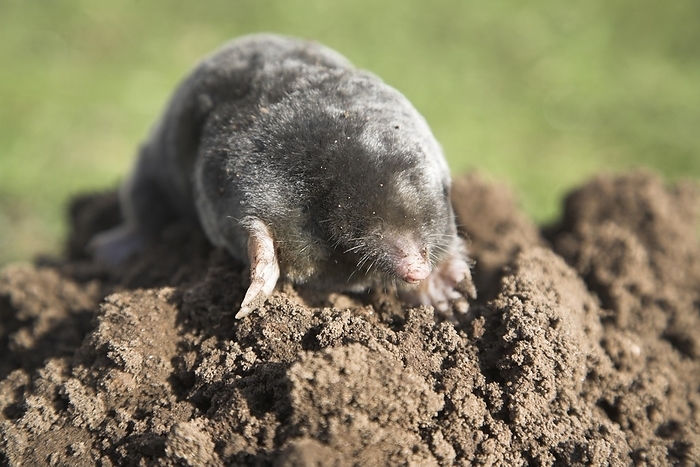 United Kingdom Dead mole on pile of soil, Suffolk, England, UK, by Ian Murray
