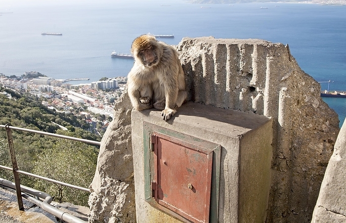 Barbary macaque  Macaca fuscata  Barbary macaque apes, Macaca sylvanus, Gibraltar, British terroritory in southern Europe, Europe, by Ian Murray