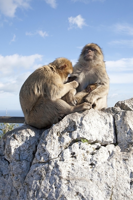 Barbary macaque  Macaca fuscata  Barbary macaque apes, Gibraltar, British terroritory in southern Europe Barbary macaque apes, Macaca sylvanus, Gibraltar, British terroritory in southern Europe, Europe, by Ian Murray