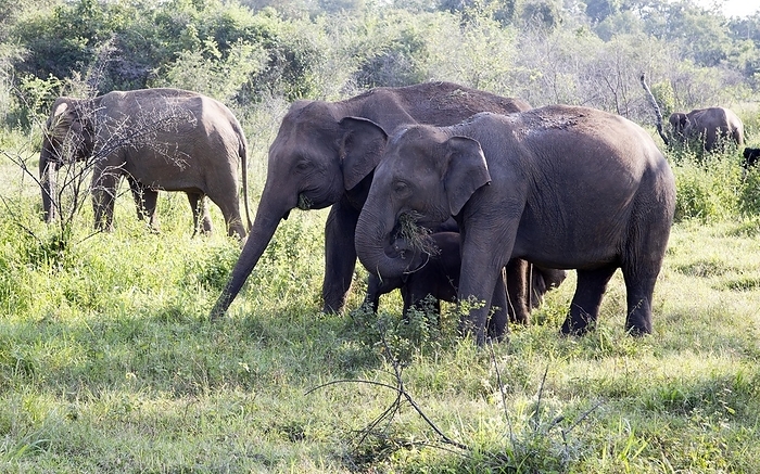 Sri Lanka Wild elephants in Hurulu Eco Park biosphere reserve, Habarana, Anuradhapura District, Sri Lanka, Asia, by Ian Murray