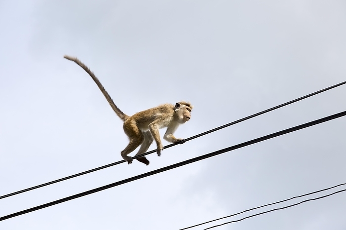 Toku Monkey Toque macaque  Macaca sinica  monkey, Haputale, Badulla District, Uva Province, Sri Lanka, Asia, by Ian Murray