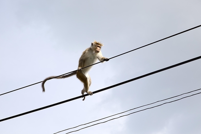 Toku Monkey Toque macaque  Macaca sinica  monkey, Haputale, Badulla District, Uva Province, Sri Lanka, Asia, by Ian Murray