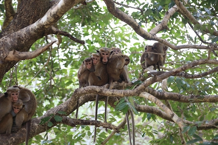 Toku Monkey Toque macaque, Macaca sinica, monkeys, Polonnaruwa, North Central Province, Sri Lanka, Asia, by Ian Murray