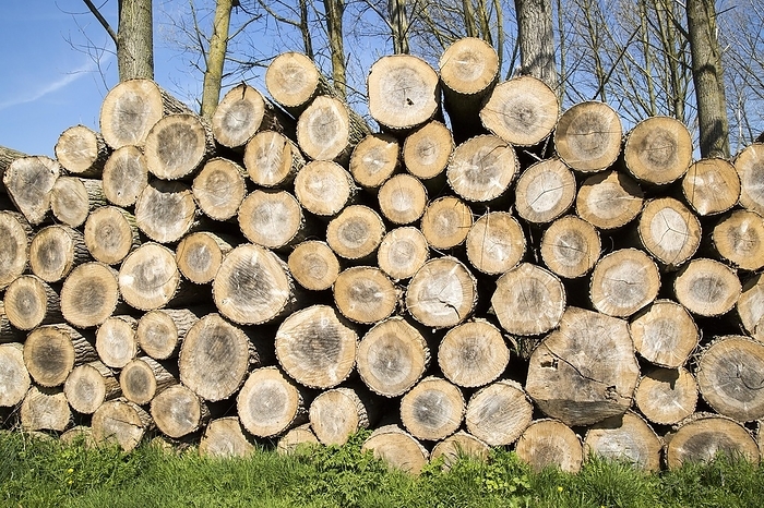 United Kingdom Stacked timber piled up, Sutton, Suffolk, England, UK, by Ian Murray