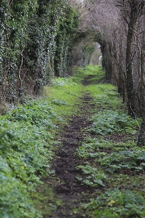 United Kingdom Path passing through tunnel formed by vegetation, Alderton, Suffolk, England, UK, by Ian Murray