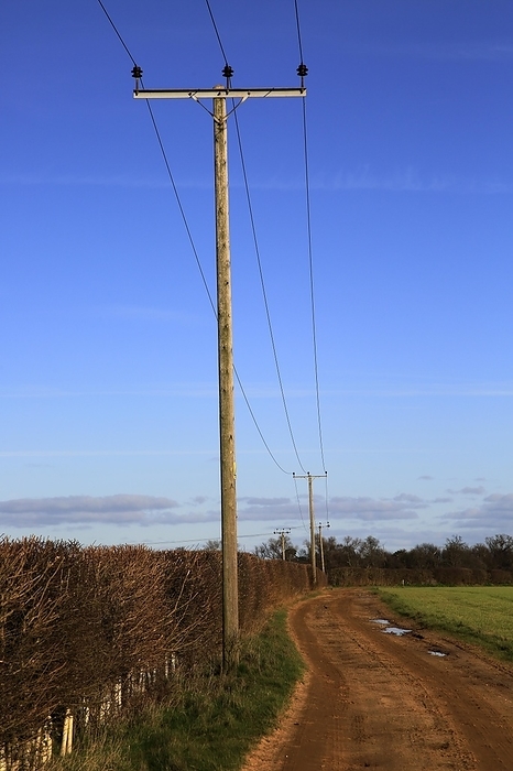 United Kingdom Electricity power lines on telegraph poles crossing countryside, Suffolk, England, UK, by Ian Murray