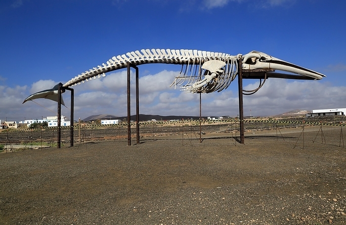 sperm whale Sperm whale skeleton, Physeter macrocephalus, at Las Salinas del Carmen, Fuerteventura, Canary Islands, Spain, Europe, by Ian Murray