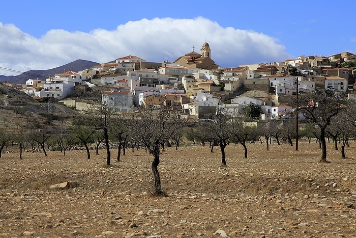 Spain Fruit trees growing in farmland, village of Uleila del Campo, Almeria, Spain, Europe, by Ian Murray
