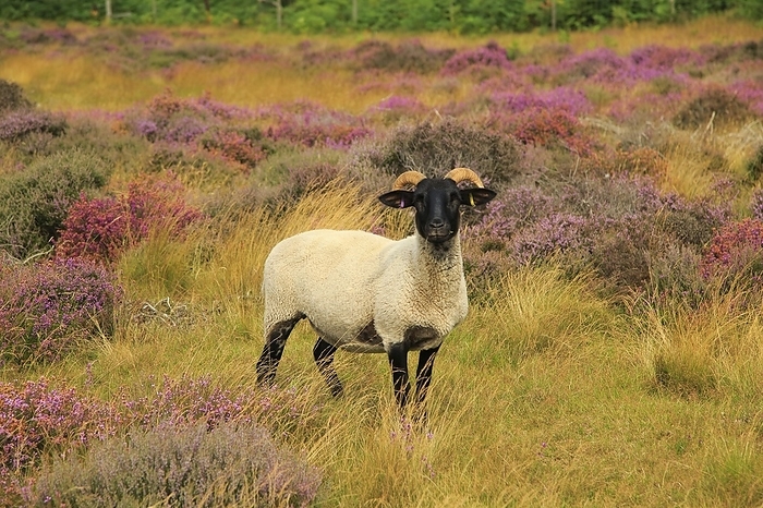 United Kingdom Suffolk Wildlife Trust sheep conservation grazing of heathland, Suffolk Sandlings, near Shottisham, Suffolk, England, UK, by Ian Murray