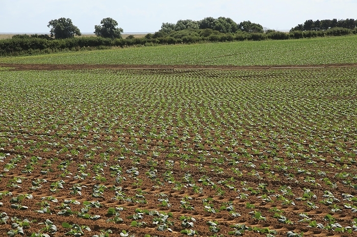 United Kingdom Freshly planted crop seedlings in field, Boyton, Suffolk, England, United Kingdom, Europe, by Ian Murray