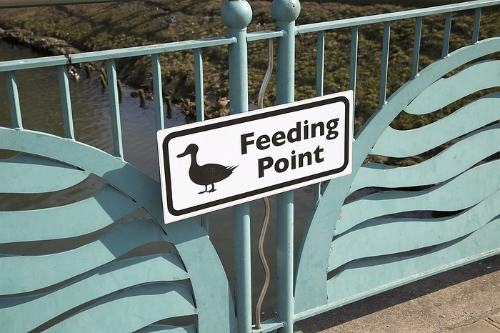 United Kingdom Duck feeding point, River Avon bridge, Chippenham, Wiltshire, England, UK, by Ian Murray