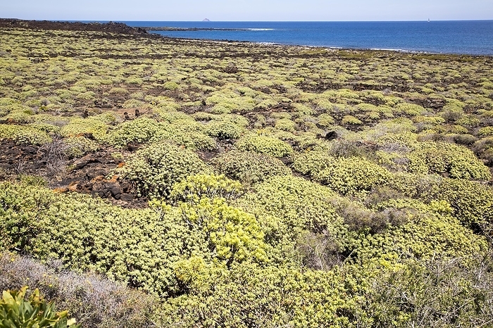 Spain Euphorbia balsamifera growing on lava flows Malpais de Corona, Lanzarote, Canary Islands, Spain, Europe, by Ian Murray