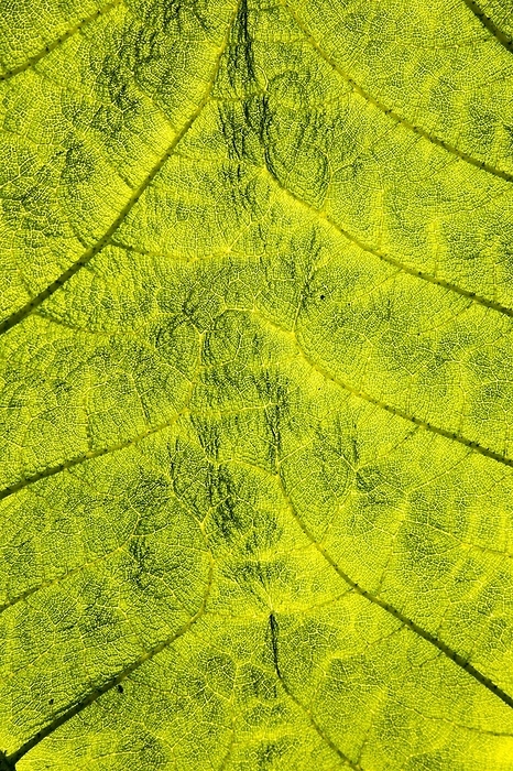 United Kingdom Close up detail of leaf structure, Giant Gunnera, Gunnera manicata, growing wild Trenoweth, near St Keverne, Cornwall, England, UK, by Ian Murray