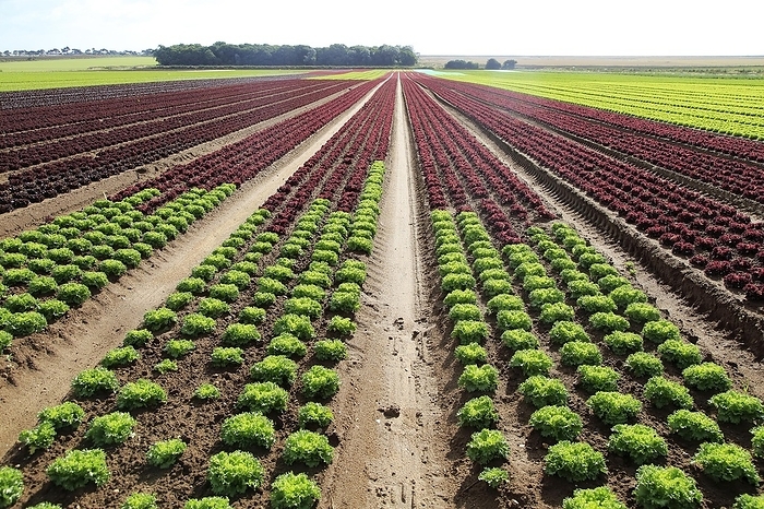 United Kingdom Rows of lettuce crops growing in sandy soil at Alderton, Suffolk, England, UK, by Ian Murray