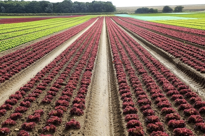 United Kingdom Rows of lettuce crops growing in sandy soil at Alderton, Suffolk, England, UK, by Ian Murray