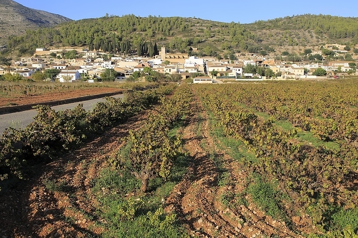 Spain Valley land used for growing grapes near village of Lliber, Marina Alta, Alicante province, Spain, Europe, by Ian Murray