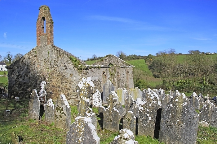 Ireland Seventeenth century Kilcredan church ruins and graveyard, County Cork, Ireland, Europe, by Ian Murray