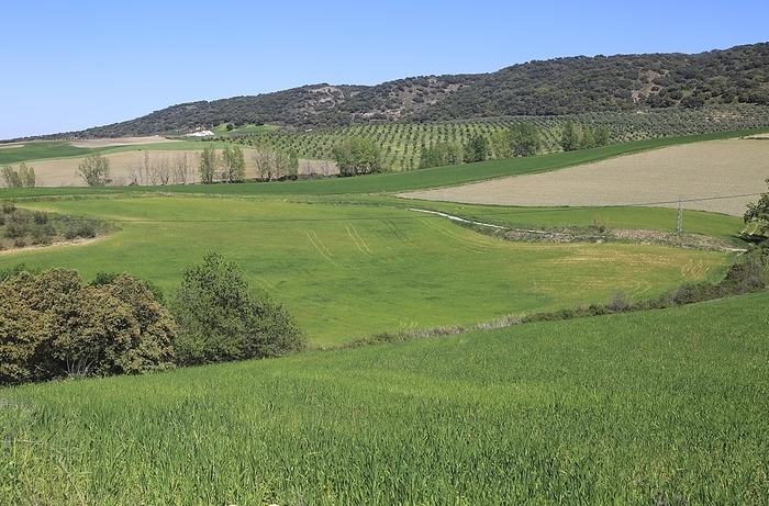 Spain Farming landscape of Rio Setenil valley, Cuevas del Marques, Serrania de Ronda, Spain, Europe, by Ian Murray