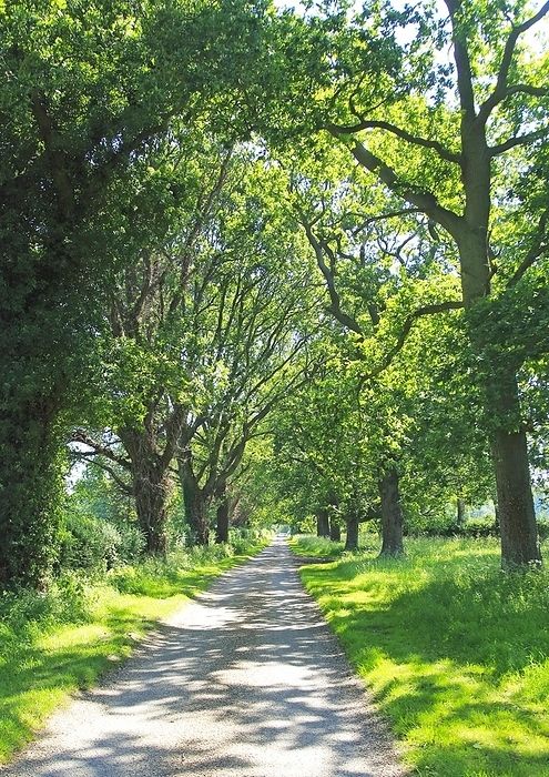 United Kingdom Straight country lane lined with horse chestnut trees, Aesculus hippocastanum, Suffolk, England UK, by Ian Murray