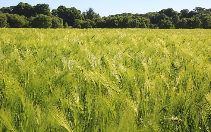 United Kingdom Crop of barley growing in field, Shottisham, Suffolk Sandlings, England, UK, by Ian Murray