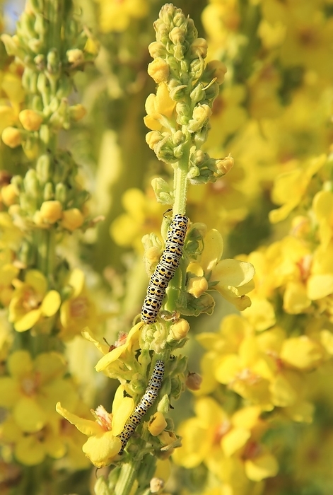 United Kingdom Mullein moth caterpillar on great mullein plant, Verbascum thapsus, Shingle Street, Suffolk, England, UK, by Ian Murray