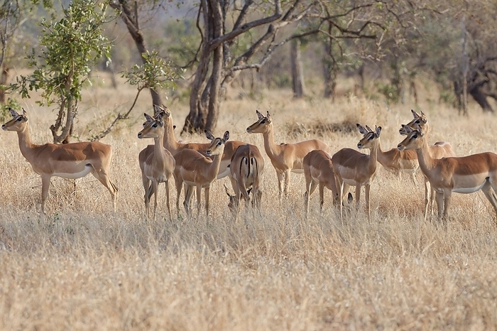 impala Common impalas  Aepyceros melampus , herd, standing in tall dry grass, alert, early morning, Kruger National Park, South Africa, Africa, by Jean Fran ois Ducasse
