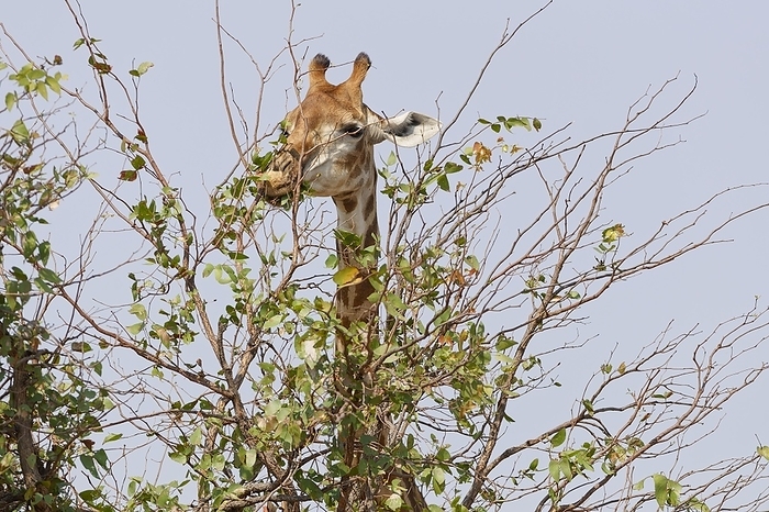 Kirin  brand of beer  South African giraffe  Giraffa camelopardalis giraffa , adult, feeding on leaves, Kruger National Park, South Africa, Africa, by Jean Fran ois Ducasse
