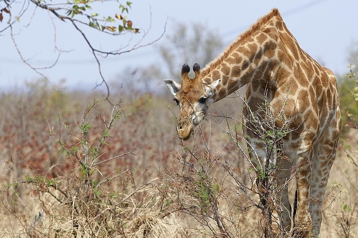 Kirin  brand of beer  South African giraffe  Giraffa camelopardalis giraffa , adult, feeding on the leaves of a shrub, Kruger National Park, South Africa, Africa, by Jean Fran ois Ducasse