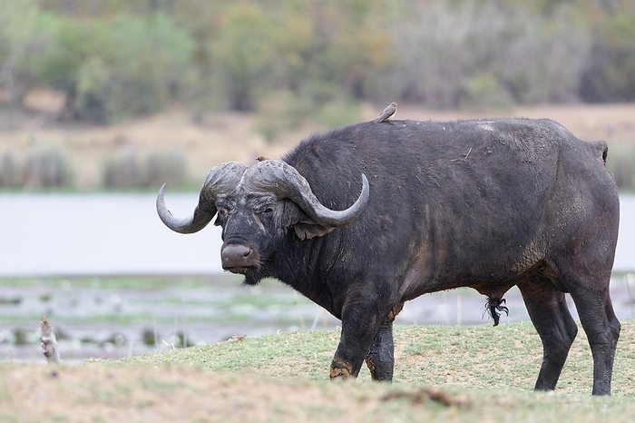 Cape buffalo Cape buffalo  Syncerus caffer caffer , adult male walking on the banks of the Letaba River, two red billed oxpeckers  Buphagus erythrorynchus  on its back, animal portrait, Kruger National Park, South Africa, Africa, by Jean Fran ois Ducasse