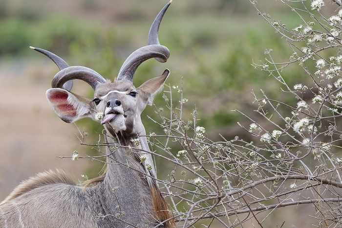 coozoo  Clausena lansium  Greater kudu  Tragelaphus strepsiceros , adult male feeding on flowering buds, looking at camera, Kruger National Park, South Africa, Africa, by Jean Fran ois Ducasse