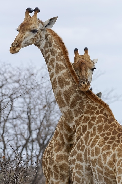 Kirin  brand of beer  South African giraffes  Giraffa camelopardalis giraffa , two adult giraffes against each other, display of affection, Kruger National Park, South Africa, Africa, by Jean Fran ois Ducasse